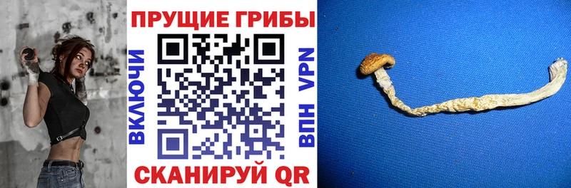 Галлюциногенные грибы Cubensis  Купить где  Липецк 